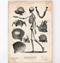 Menschliches Skelett | Codex Anatomicus Discount