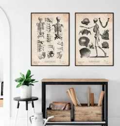 Menschliches Skelett | Codex Anatomicus Discount