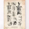 Menschliches Skelett IV | Codex Anatomicus Sale