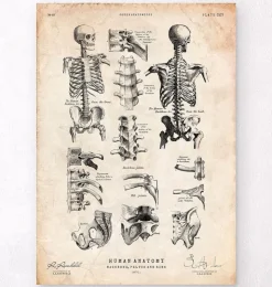 Menschliches Skelett IV | Codex Anatomicus Sale