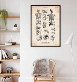 Menschliches Skelett IV | Codex Anatomicus Sale