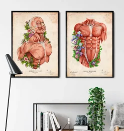 Männliche Körper Anatomie | Codex Anatomicus Sale