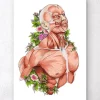 Männliche Körper Anatomie - Weiß | Codex Anatomicus Online