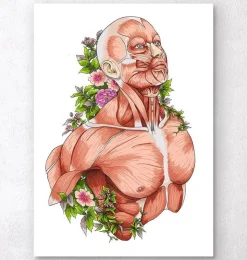 Männliche Körper Anatomie - Weiß | Codex Anatomicus Online