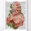 Männliche Körper Anatomie - Wörterbuch | Codex Anatomicus Hot