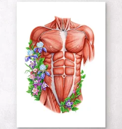 Männliche Rumpfmuskeln - Floral- Weiß | Codex Anatomicus Clearance