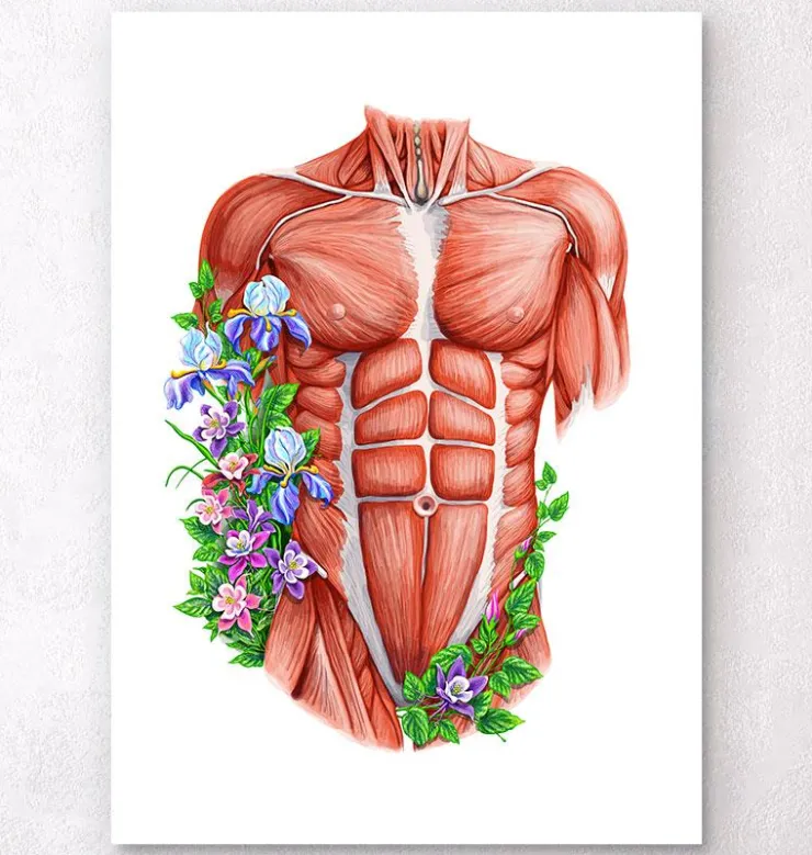 Männliche Rumpfmuskeln - Floral- Weiß | Codex Anatomicus Clearance