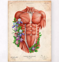 Männliche Rumpfmuskeln - Floral- Weiß | Codex Anatomicus Fashion