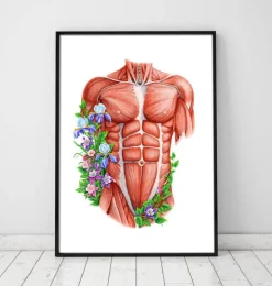 Männliche Rumpfmuskeln - Floral- Weiß | Codex Anatomicus Clearance