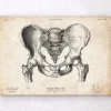 Männlichen Beckens Anatomie | Codex Anatomicus Clearance