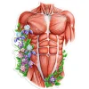 Männlichen Torso Aufkleber - Floral | Codex Anatomicus Sale