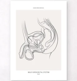 Männliches Harnsystem - Line-Art | Codex Anatomicus Fashion