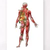 Muskulatur, Rückansicht - Floral - Weiß | Codex Anatomicus Outlet
