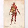 Muskulatur, Rückansicht - Floral - Vintage | Codex Anatomicus Hot