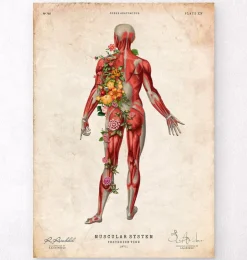 Muskulatur, Rückansicht - Floral - Vintage | Codex Anatomicus Hot
