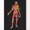 Muskulatur, Vorderansicht - Floral - Schwarz | Codex Anatomicus Online
