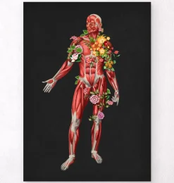 Muskulatur, Vorderansicht - Floral - Schwarz | Codex Anatomicus Online