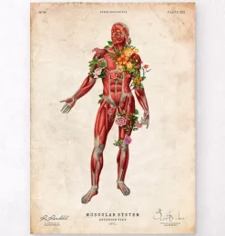 Muskulatur, Vorderansicht - Floral - Vintage | Codex Anatomicus Clearance