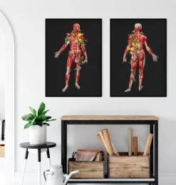 Muskulatur, Vorderansicht - Floral - Schwarz | Codex Anatomicus Online