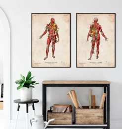 Muskulatur, Vorderansicht - Floral - Vintage | Codex Anatomicus Clearance