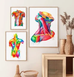 Nackenmuskulatur Anatomie - Aquarell | Codex Anatomicus Online