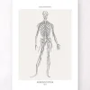 Nervöses System - Line-Art | Codex Anatomicus Online