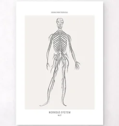 Nervöses System - Line-Art | Codex Anatomicus Online