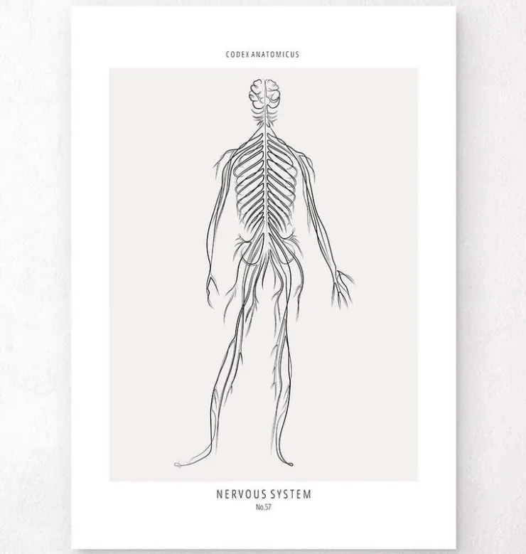 Nervöses System - Line-Art | Codex Anatomicus Online