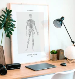 Nervöses System - Line-Art | Codex Anatomicus Online