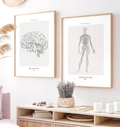 Nervöses System - Line-Art | Codex Anatomicus Online