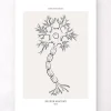 Neuronen Anatomie - Line-Art | Codex Anatomicus Discount