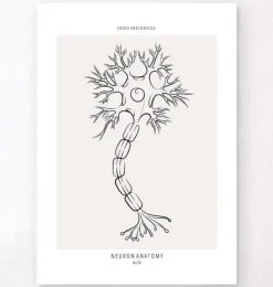 Neuronen Anatomie - Line-Art | Codex Anatomicus Discount