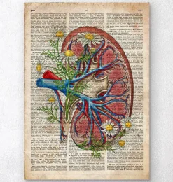 Niere mit Blumen - Alte Wörterbuchseite | Codex Anatomicus Discount