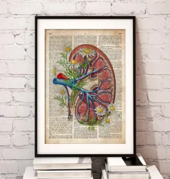 Niere mit Blumen - Alte Wörterbuchseite | Codex Anatomicus Discount
