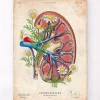 Niere mit Blumen - Altes Papier | Codex Anatomicus Outlet