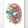 Niere mit Blumen - Weiß | Codex Anatomicus Clearance