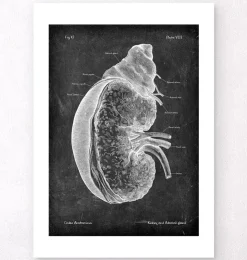 Niere und Nebenniere - Chalkboard | Codex Anatomicus Hot