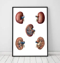 Nieren Anatomie - Geometrisch | Codex Anatomicus Clearance