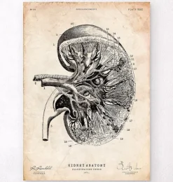 Nieren Anatomie III | Codex Anatomicus Clearance