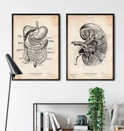 Nieren Anatomie III | Codex Anatomicus Clearance