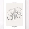 Nierenanatomie - Line-Art | Codex Anatomicus Fashion