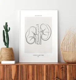 Nierenanatomie - Line-Art | Codex Anatomicus Fashion