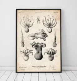 Octopus Anatomie | Codex Anatomicus New