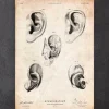 Ohr Anatomie | Codex Anatomicus Sale