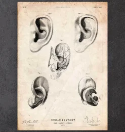 Ohr Anatomie | Codex Anatomicus Sale