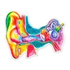 Ohr Anatomie Aufkleber - Aquarell | Codex Anatomicus New