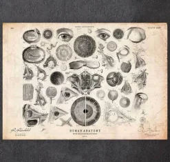 Ohr Anatomie II | Codex Anatomicus Sale
