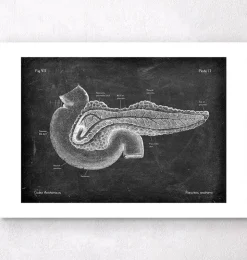 Pankreas Anatomie - Chalkboard | Codex Anatomicus Sale