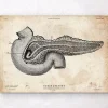 Pankreas Anatomie Kunst | Codex Anatomicus Outlet