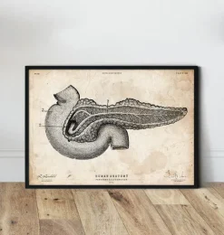 Pankreas Anatomie Kunst | Codex Anatomicus Outlet